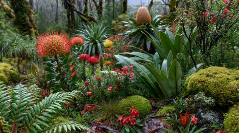 A lush, vibrant Tasmanian alpine garden filled with bright red flowering Richea scoparia shrubs, large green rosettes of pandani plants, ferns, and moss-covered rocks under a diffused forest canopy.
