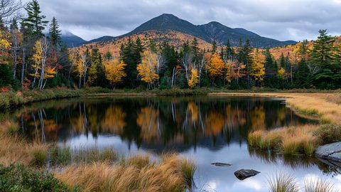 A calm pond reflects a line of vibrant yellow autumn birch trees and a large green mountain under a dramatic cloudy sky, with tall golden marsh grass framing the foreground.