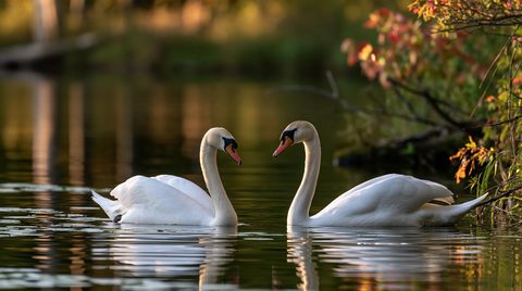 A pair of elegant white mute swans swim face-to-face on a calm lake, their curved necks mirroring each other against a soft-focus background of golden autumn reflections and colorful red foliage.