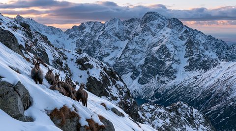A group of Tatra chamois stands on a steep, snow-covered mountain slope with a deep glacial lake and jagged, snow-capped peaks in the background.